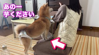 芋に夢中になると行儀が悪くなる柴犬