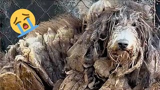 HE WAS TRAPPED FOR 4 YEARS COVERED IN HARDENED FECES AND URINE #animals #animals #dog