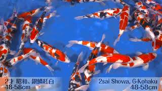 Ogata Koi Farm 50th Anniversary Special Auction