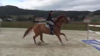 CAVALLO, 2007, 17.2H, gelding schooling 1m55 courses. Great CSI show record