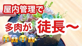 【多肉植物】屋内管理の寄せ植えが💦徒長しました💦