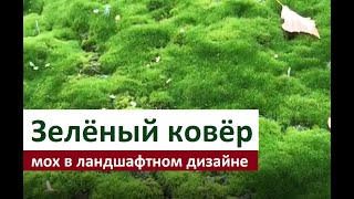 Озеленение тенистых зон Сада. Зелёный Ковёр из Мха Своими Руками ПОДРОБНО! Настоящее Ноу Хау!