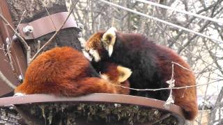 2011年11月18日　旭山動物園　レッサーパンダの夫婦