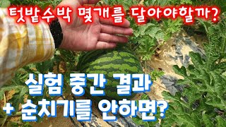 수박 재배 방법. 텃밭에서 몇개를 달아야 할까? 실험(How to grow apple watermelon)