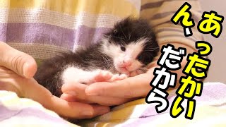 子猫の体調が悪くなったり、良くなったりと【赤ちゃん猫　保護猫】