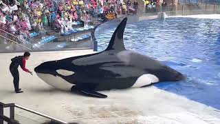 Shanghai Killer whale show!Love Love Love!!!😁😁😁