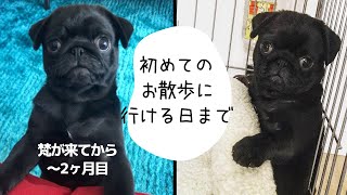 パグの赤ちゃん梵氏が我が家に来て２ヶ月までの楽しいおうち時間記録【パピー】