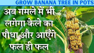 अब गमले में भी लगेगा केले का पौधा और आएँगे फल ही फल || Grow Banana in Pots Easily