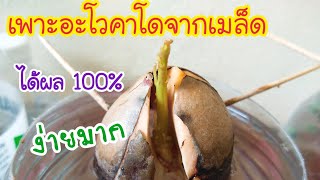 EP.62 #วิธีเพาะอะโวคาโดจากเมล็ด ได้ผล 100% ง่ายๆ