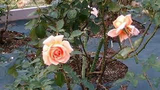 ikuta ryokuchi rose garden