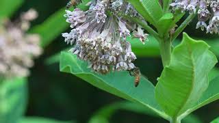 Insects in Our Pollinator Gardens 6   #a6700 #120fps