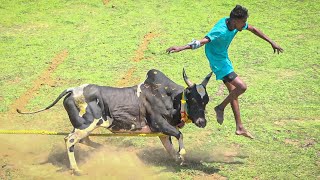 தெற்கு தெரு MMA நண்பர்கள் குழு VS V.மலம்பட்டி ராசுத்தேவர் நினைவாக ராஜாத்தேவர் காளை.