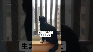 生まれて初めて雪を見た猫