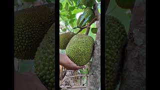 Jack Fruit (ചക്ക) #jackfruit #fruit #naturephotography #garden