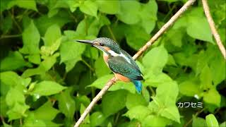 ダイサギ・アオサギ食事　ウグイス　カワセミ　メジロ　今日の鳥