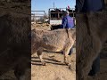 satisfying asmr cut off the dirt from the donkey s hoof shorts