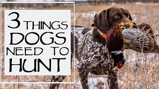 3 Musts For Your Dog To Go Hunting