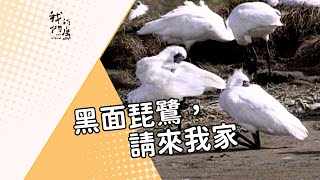 【鳥類保育】黑面琵鷺，請來我家｜守護七股候鳥棲地 (我們的島 第15集 1999-02-08)