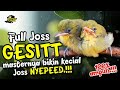 pancingan kecial kuning full joss speed gesit ampuh merubah kecial lambat jadi NYEPEED