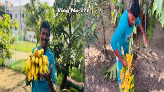 #organicgardening , মিধা ভাই এবং পাহাড়ি চাপা কলার গাউরের মাঝে কঠিন লড়াই.