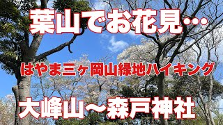 葉山でお花見！はやま三ヶ岡山緑地ハイキング