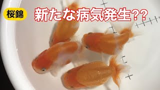 桜錦 らんちゅう また病気？ケガ？ 薬浴 塩浴 再開します