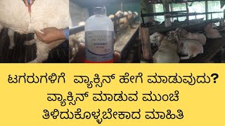 ಟಗರುಗಳಿಗೆ ವ್ಯಾಕ್ಸಿನ್ ಮಾಡುವ ಮುಂಚೆ ಈ ವಿಡಿಯೋ ನೋಡಿ /sheep vaccination