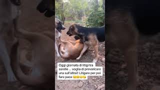 Giornata di litigio tra cani … #cane #videocane