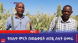 የሰሊጥ ምርት በወልቃይት ጠገዴ ሰቲት ሁመራ