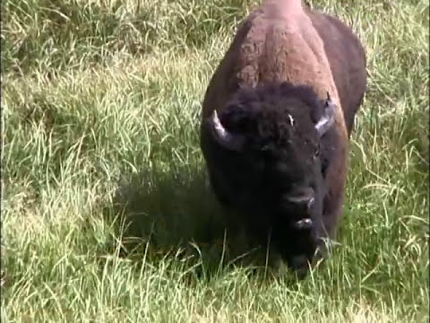 Bisão-americano (Bison bison) 