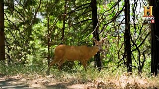 Bodhalkasa Forest | Maharashtra Tourism