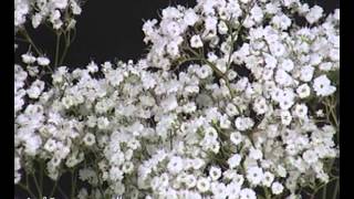 Gypsophila Million Star Zoom Producent A