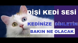 Dişi Kedi Sesi | Kedi Çağırma Sesi |    Yavru Kedi Sesi | Kız Kedi Sesi