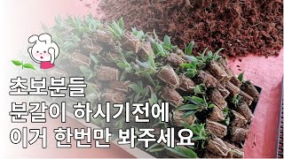 초보가 놓치기 쉬운 난초 카틀레야 분갈이 팁