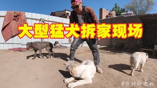 猛犬趁主人不在家，竟然把犬舍拆成这样！究竟发生了什么？