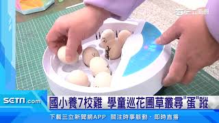 養寵物雞每天下蛋　男童意外獲「雞蛋自由」｜三立新聞網 SETN.com