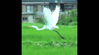 シラサギの飛び立ちから着地まで　#birds #鳥 #シラサギ #飛翔