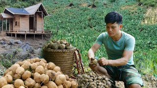 Harvesting jicama and taro to sell, I brought the lovely pigeons to the farm to raise