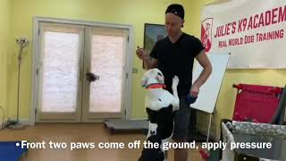 How to stop jumping with remote collar