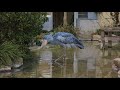 shoebill、ハシビロコウの捕食＠上野サーナ