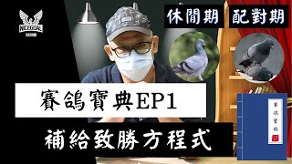 【賽鴿寶典】許督導的賽鴿寶典EP1-休閒期\u0026配對期｜耐翔購