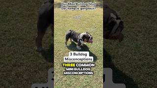 3 Common Mini English Misconceptions, feeding, real?, healthy, functional. Learn about Mini Bulldogs