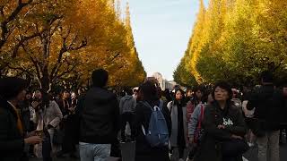 秋の紅葉散歩　明治神宮外苑　イチョウ並木　いちょう祭り　2018.11.25