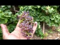 pixie grape tiny dwarf grapes ep. 153