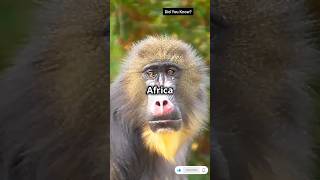 Mandrill Monkey #shorts #shortsviral #trending #viralvideo #facts #monkey