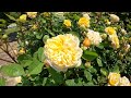 4k world rose garden gifu japan ワールドローズガーデン岐阜