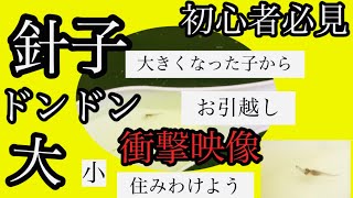 【メダカ】夜桜ゴールド針子のお引越し初心者の方是非見てください✨