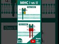 MHC class I vs MHC class II | Top 3 differences | 1 minute immunology