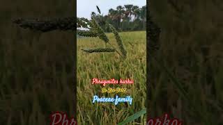 Phragmites karka #ricefield #nature #field #botany #poaceae #grass #herb  @Plant_investigation