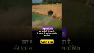 apun boss